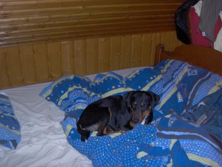 vla kenzo mon chien